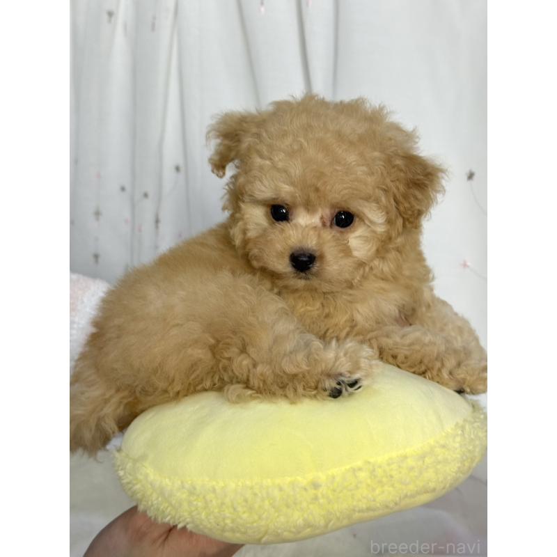 販売中の大阪府のタイニープードル-439880の2枚目