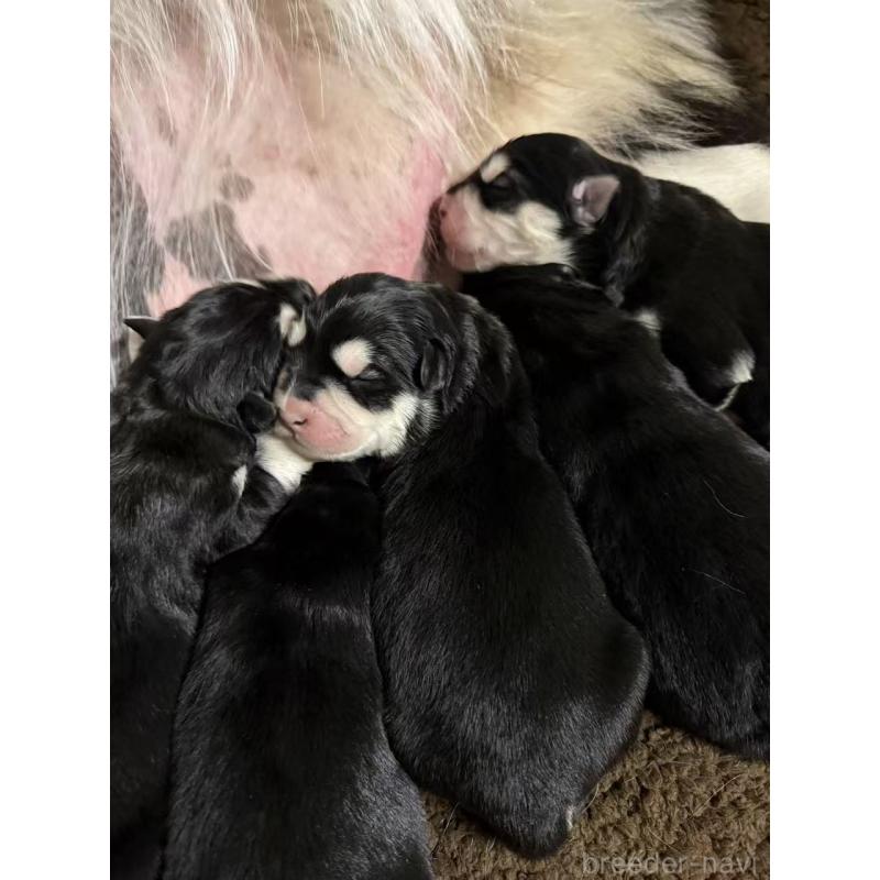 販売中の茨城県のアラスカンマラミュート-439881の4枚目