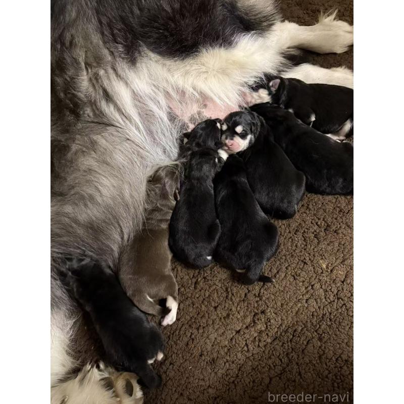 販売中の茨城県のアラスカンマラミュート-439881の3枚目