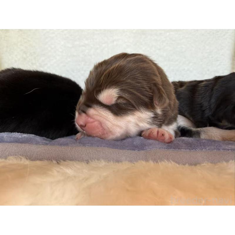 販売中の茨城県のアラスカンマラミュート-439881の2枚目