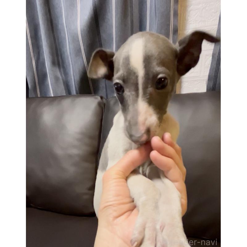 販売中の奈良県のイタリアングレーハウンド(イタグレ)-434281の4枚目