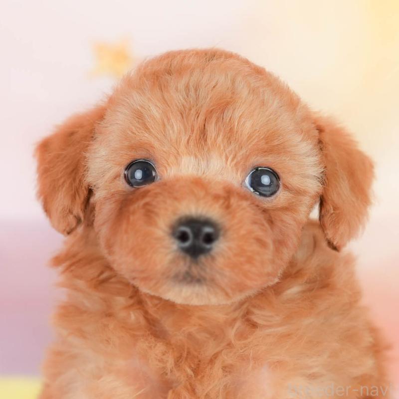 販売中の神奈川県のトイプードル-439884