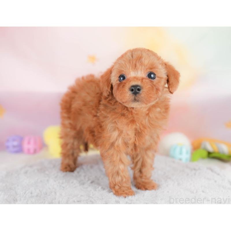 販売中の神奈川県のトイプードル-439884の14枚目