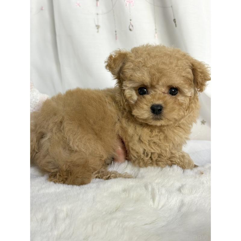 販売中の大阪府のティーカッププードル-439885の6枚目