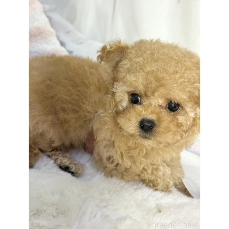 販売中の大阪府のティーカッププードル-439885の5枚目