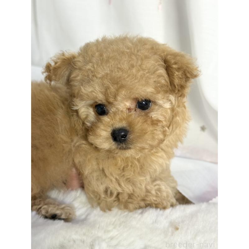 販売中の大阪府のティーカッププードル-439885の4枚目