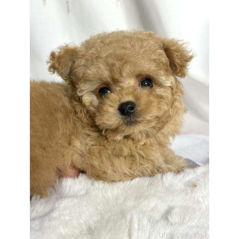 販売中の大阪府のティーカッププードル-439885の3枚目