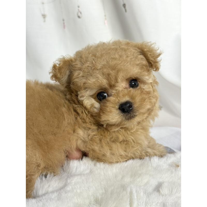 販売中の大阪府のティーカッププードル-439885の1枚目