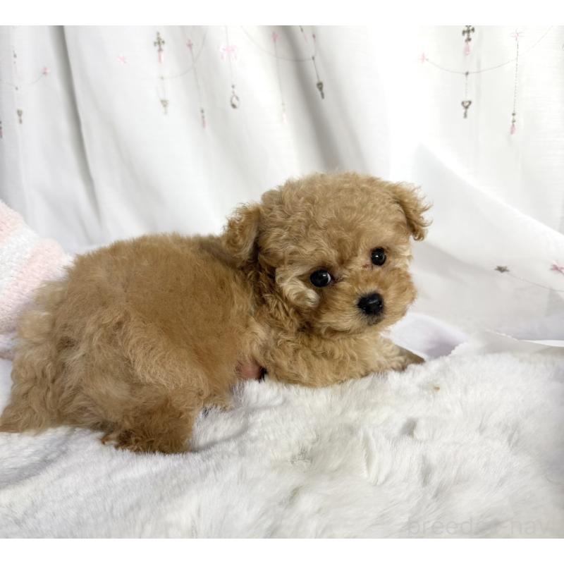 販売中の大阪府のティーカッププードル-439885の2枚目