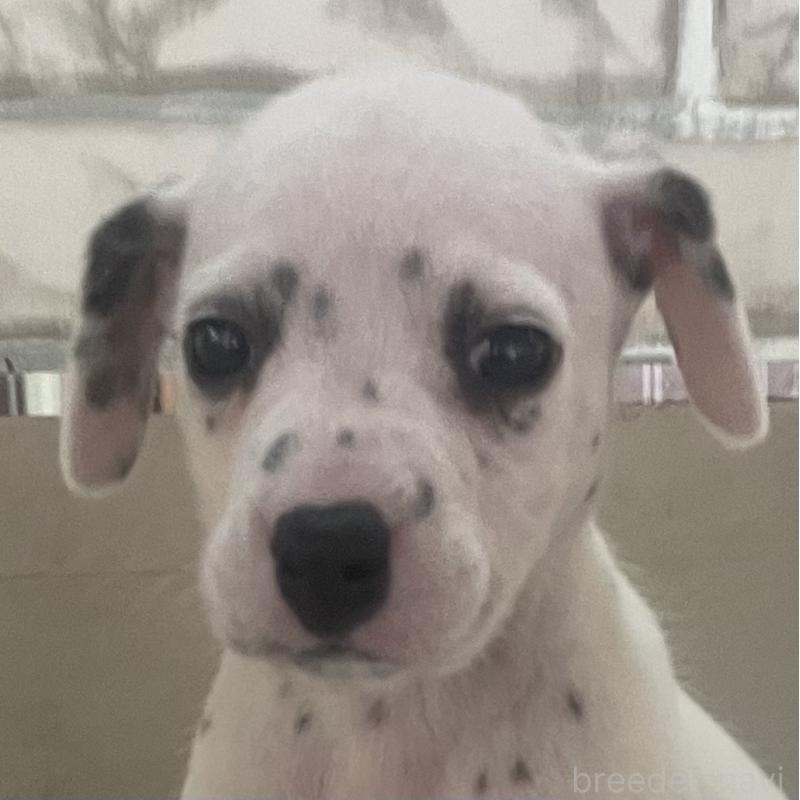 販売中の熊本県のダルメシアン-439888の5枚目