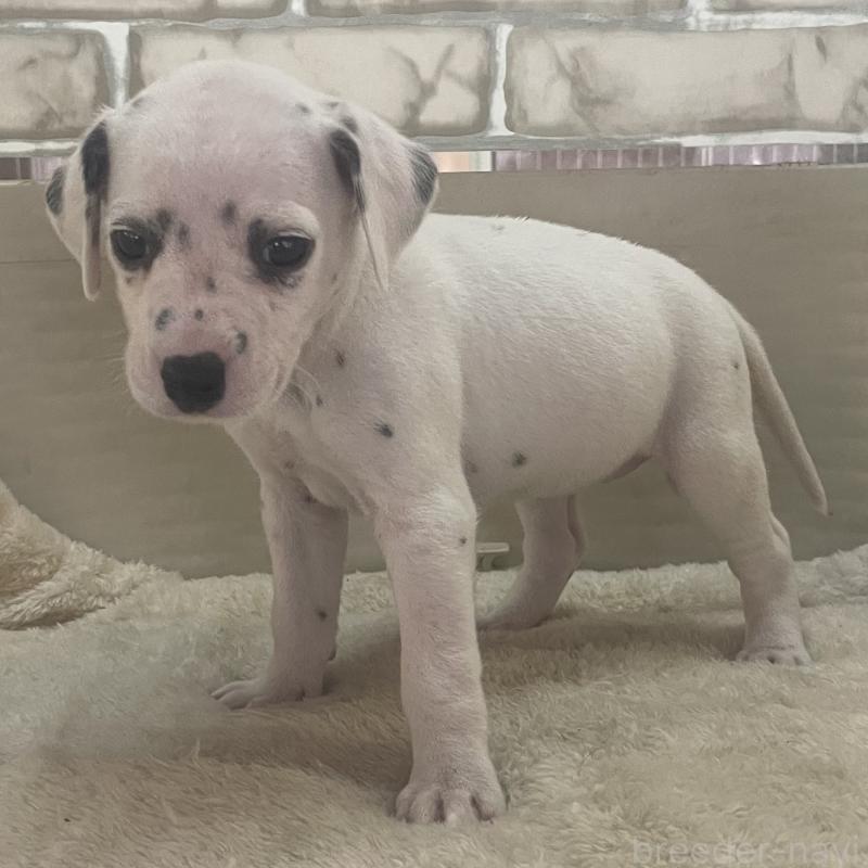 販売中の熊本県のダルメシアン-439888の4枚目