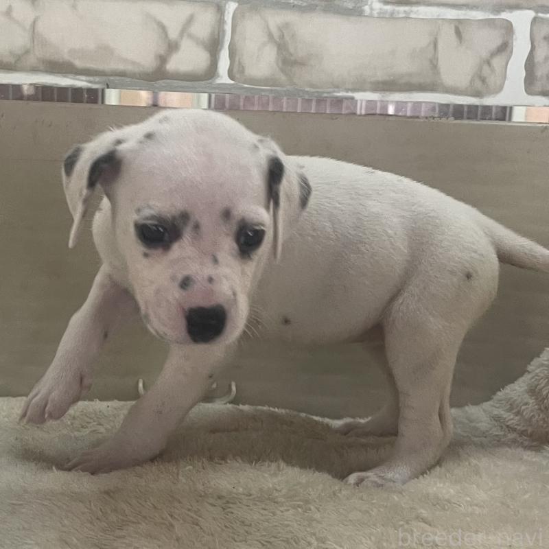 販売中の熊本県のダルメシアン-439888の2枚目