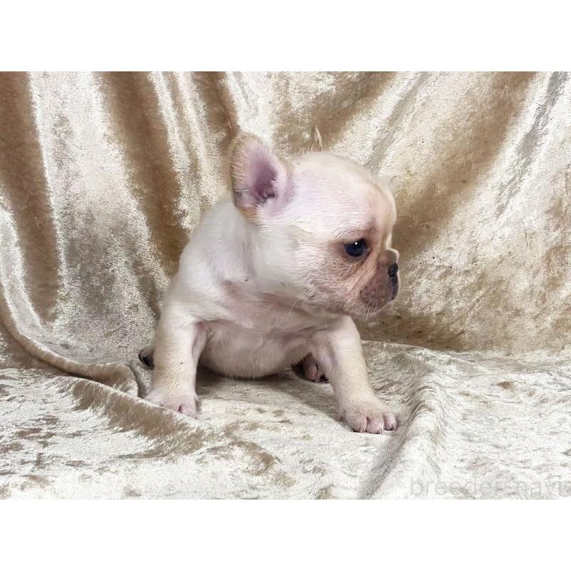 販売中の宮城県のフレンチブルドッグ-439891の2枚目