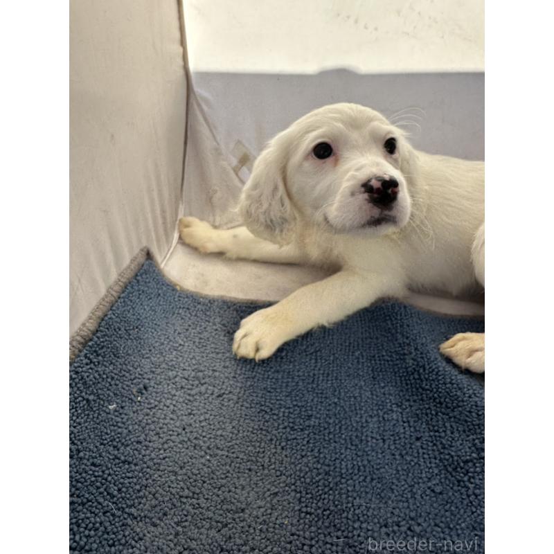 販売中の熊本県のイングリッシュセッター-439890の4枚目