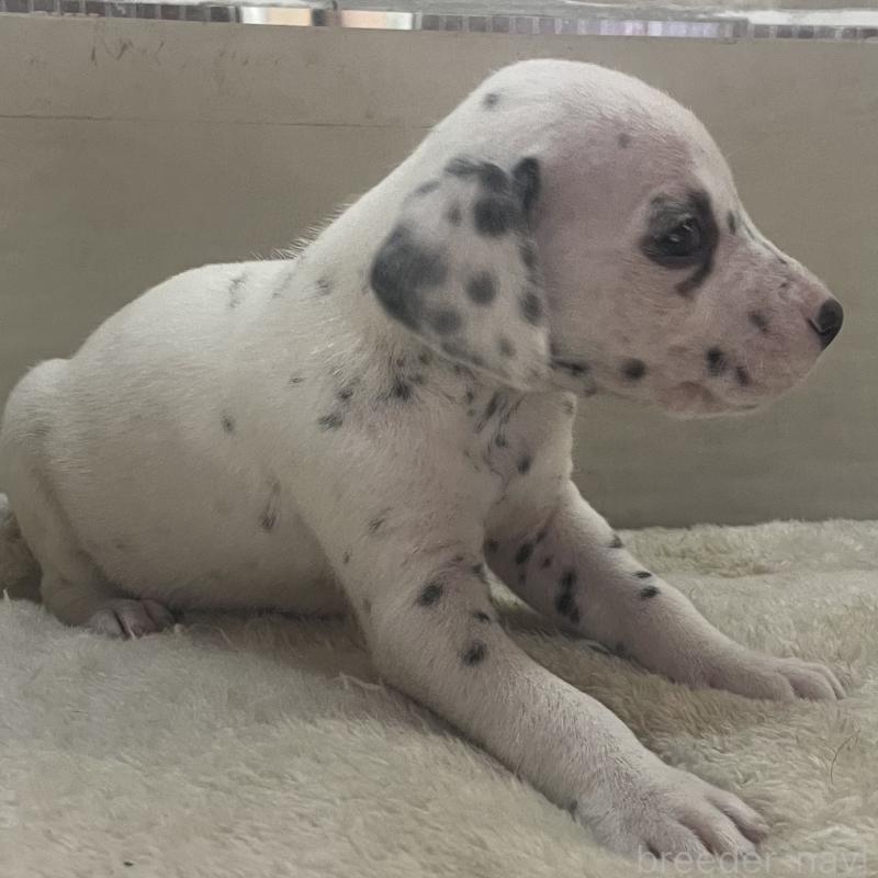 販売中の熊本県のダルメシアン-439892の4枚目