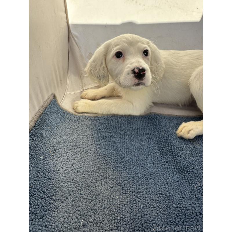 販売中の熊本県のイングリッシュセッター-439890の3枚目