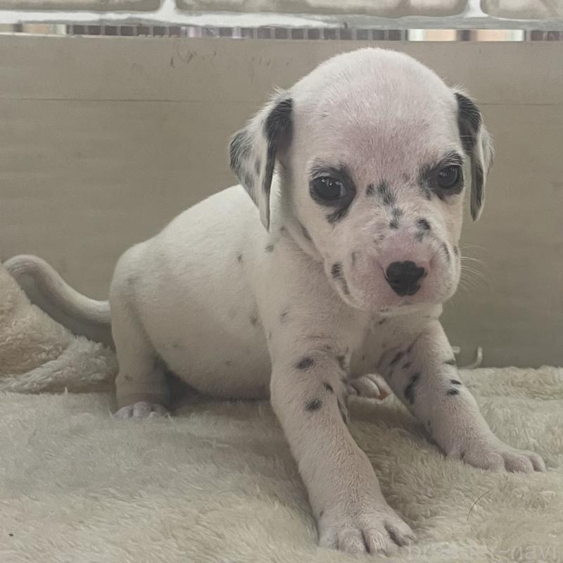 販売中の熊本県のダルメシアン-439892の3枚目