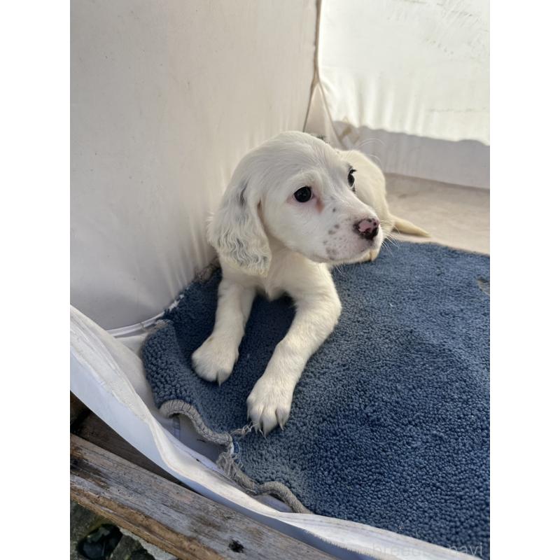 販売中の熊本県のイングリッシュセッター-439890の2枚目