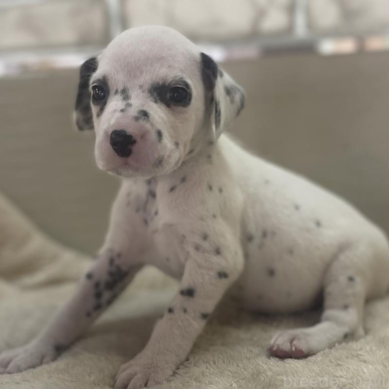 販売中の熊本県のダルメシアン-439892の2枚目