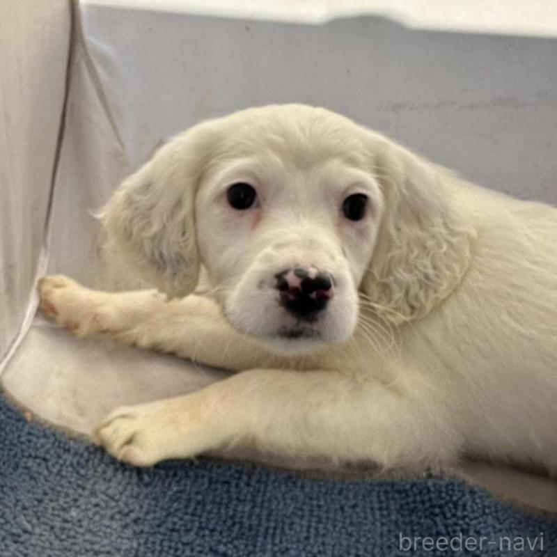 販売中の熊本県のイングリッシュセッター-439890の1枚目