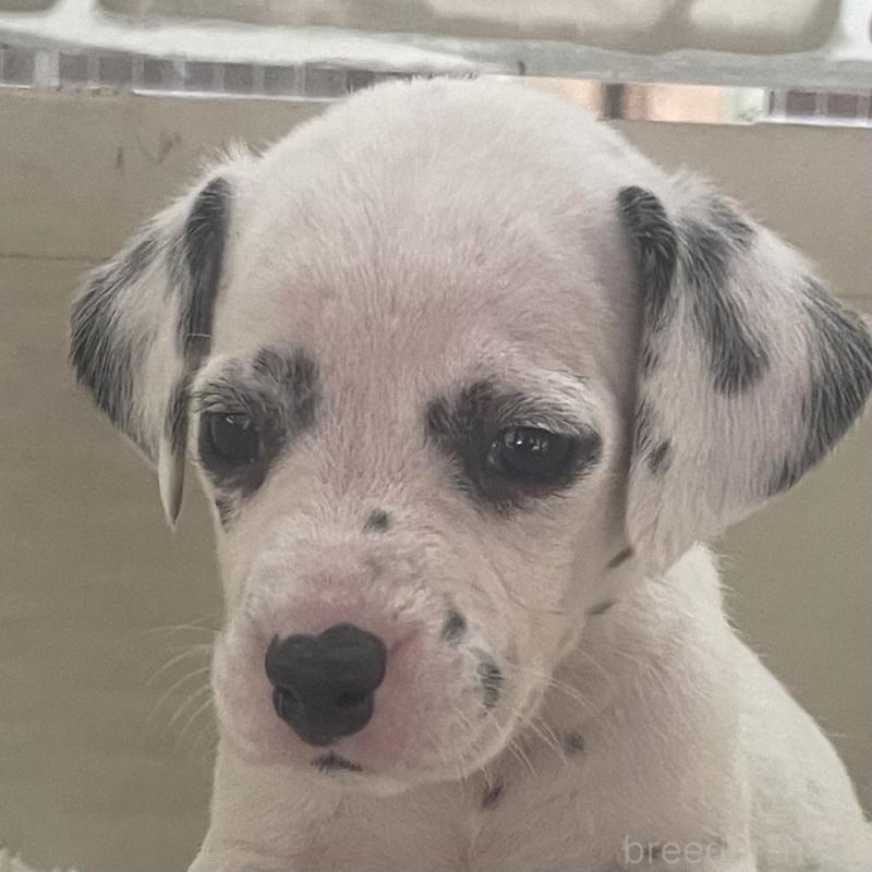 販売中の熊本県のダルメシアン-439893の4枚目