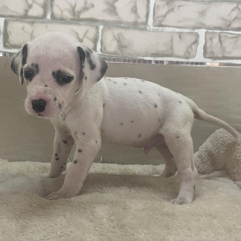 販売中の熊本県のダルメシアン-439893の3枚目