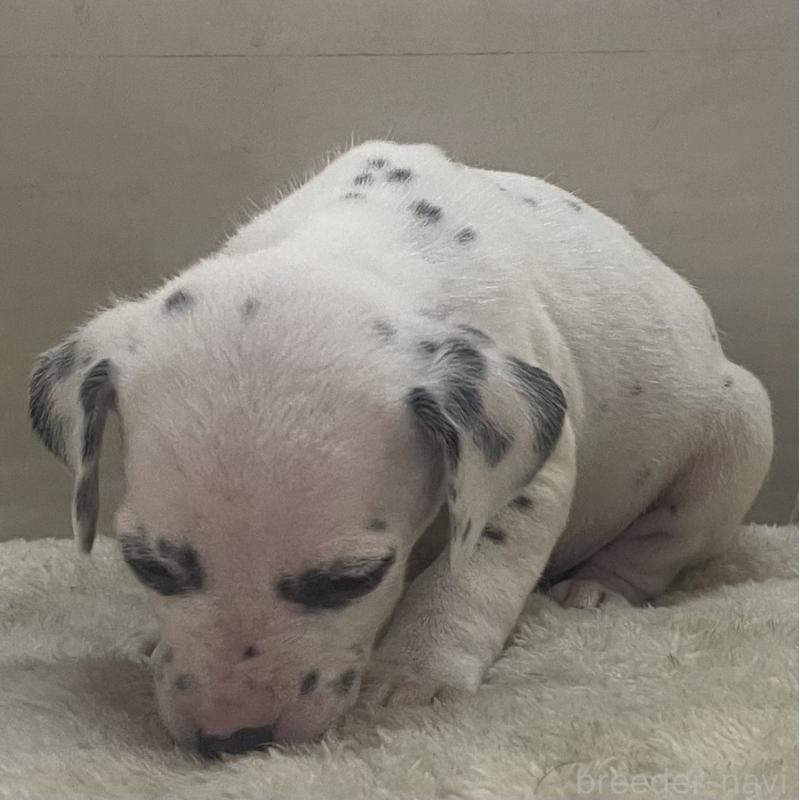 販売中の熊本県のダルメシアン-439893の2枚目