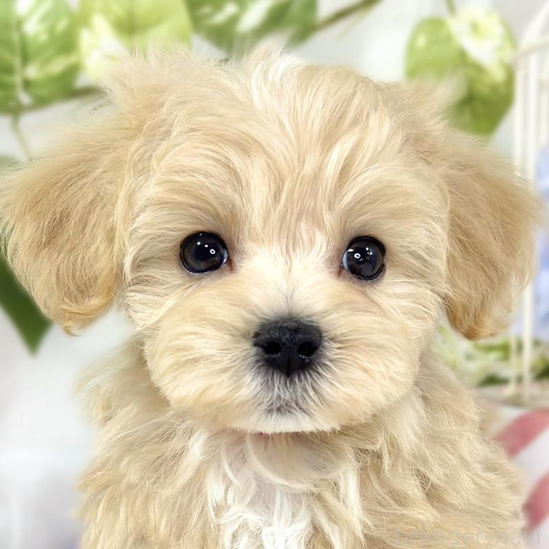 販売中の滋賀県のマルプー:マルチーズ×トイプードル-438158