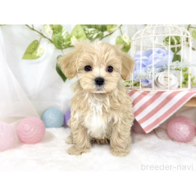 成約済の滋賀県のマルプー:マルチーズ×トイプードル-438158の4枚目