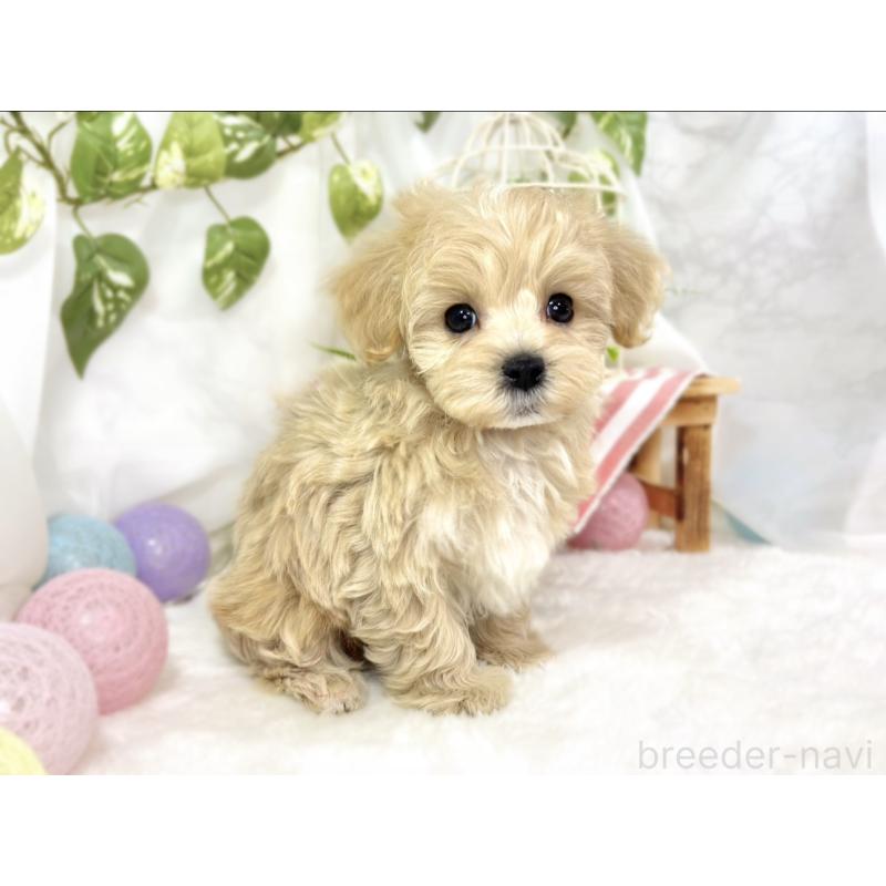 成約済の滋賀県のマルプー:マルチーズ×トイプードル-438158の3枚目