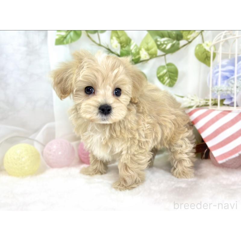 成約済の滋賀県のマルプー:マルチーズ×トイプードル-438158の2枚目