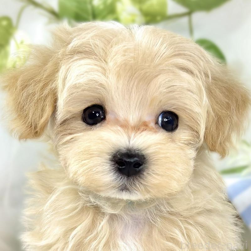 販売中の滋賀県のマルプー:マルチーズ×トイプードル-438159