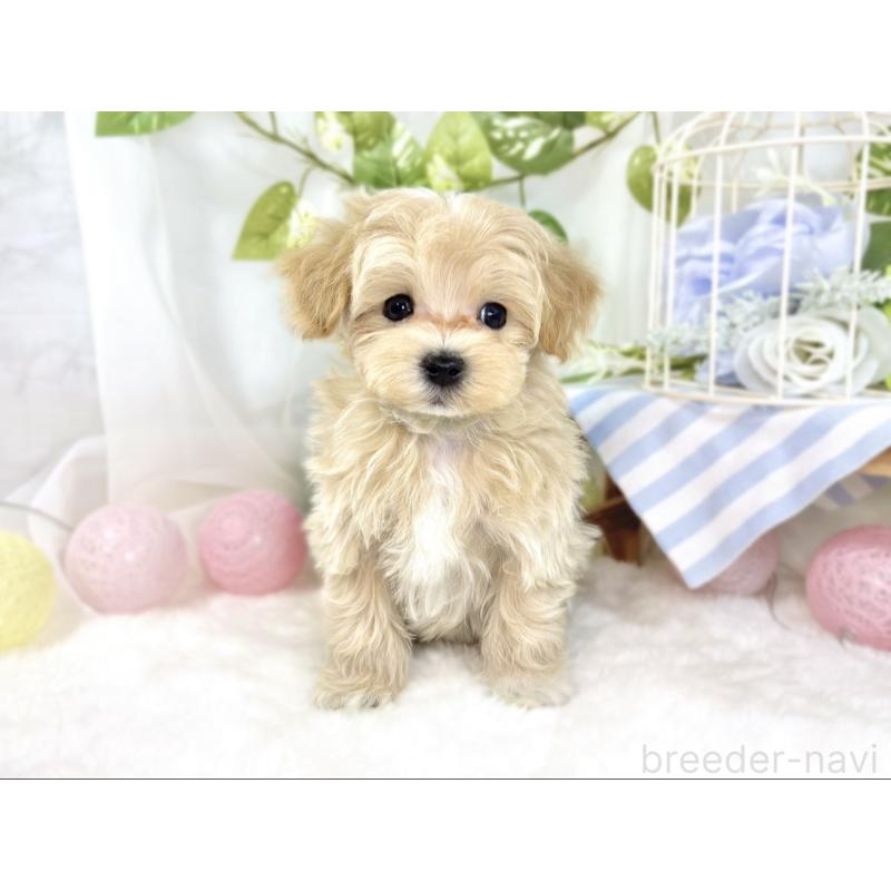 成約済の滋賀県のマルプー:マルチーズ×トイプードル-438159の4枚目