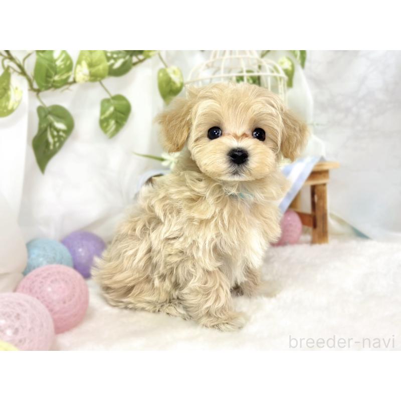 成約済の滋賀県のマルプー:マルチーズ×トイプードル-438159の2枚目