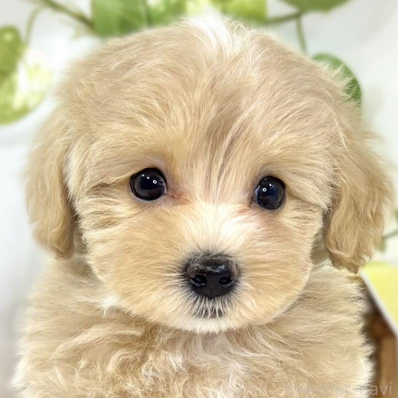 販売中の滋賀県のマルプー:マルチーズ×トイプードル-438160