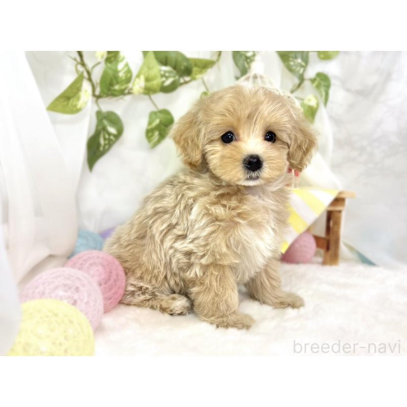 成約済の滋賀県のマルプー:マルチーズ×トイプードル-438160の3枚目