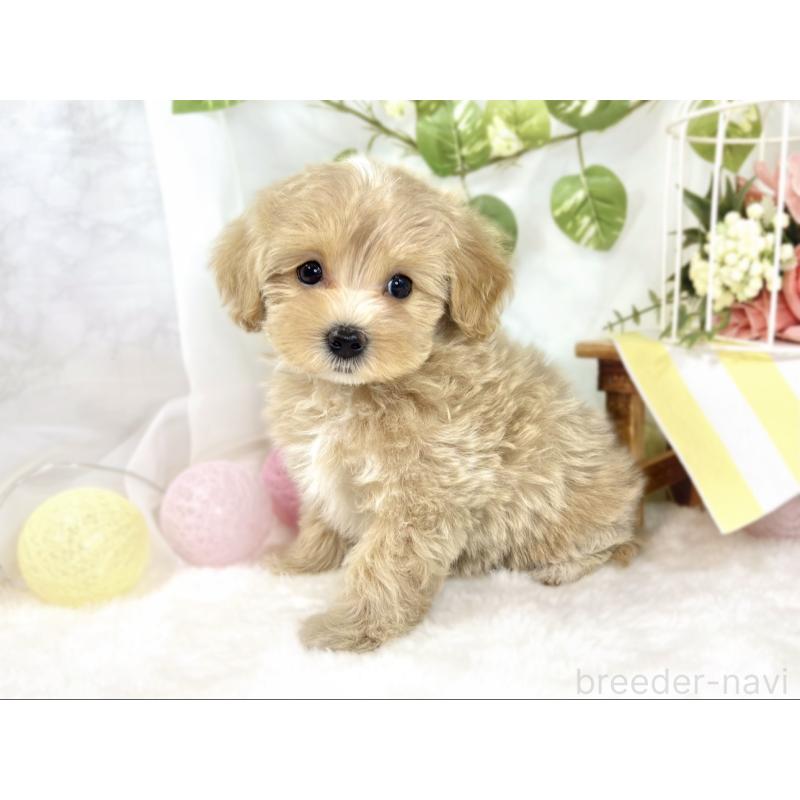 成約済の滋賀県のマルプー:マルチーズ×トイプードル-438160の2枚目