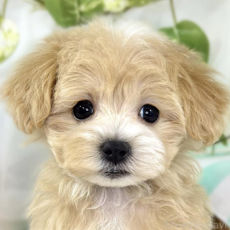 販売中の滋賀県のマルプー:マルチーズ×トイプードル-438161