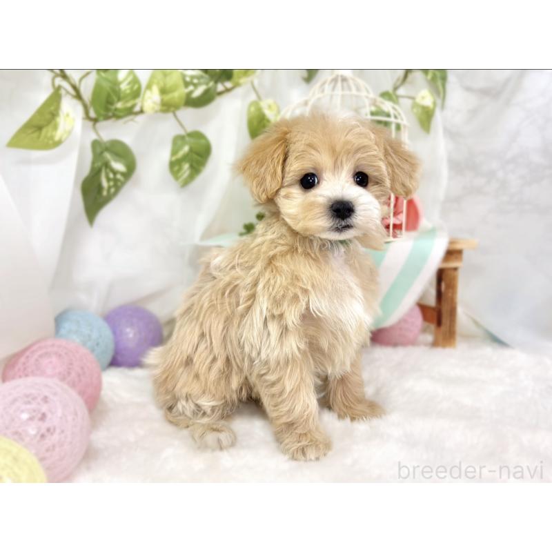 成約済の滋賀県のマルプー:マルチーズ×トイプードル-438161の2枚目