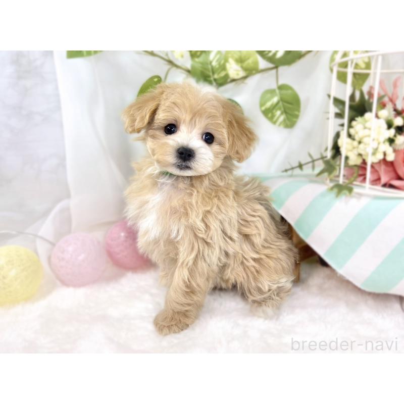 成約済の滋賀県のマルプー:マルチーズ×トイプードル-438161の3枚目