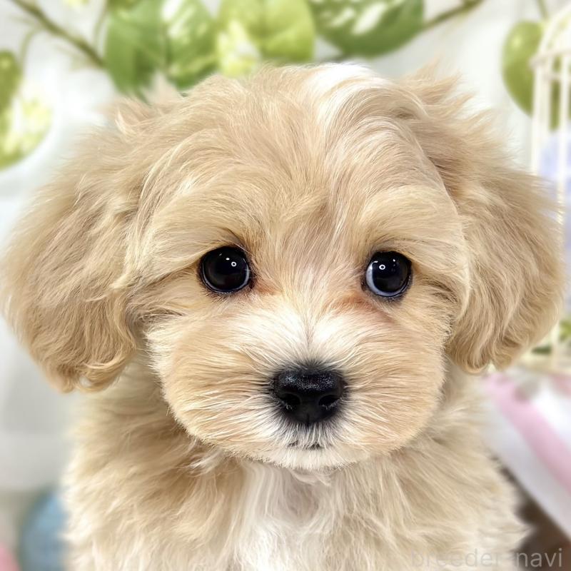 販売中の滋賀県のマルプー:マルチーズ×トイプードル-438162