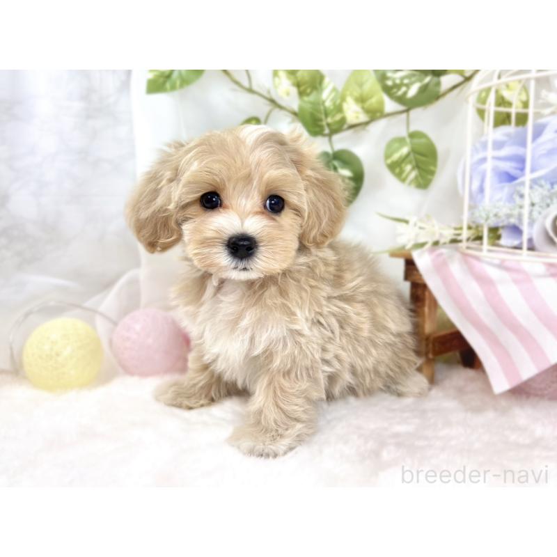 成約済の滋賀県のマルプー:マルチーズ×トイプードル-438162の3枚目