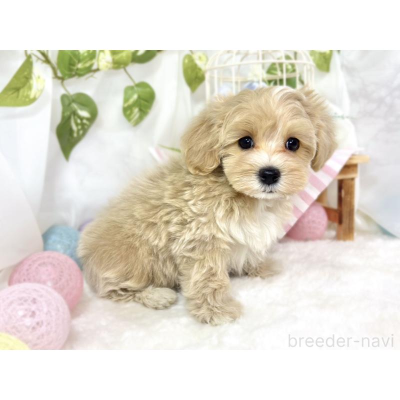 成約済の滋賀県のマルプー:マルチーズ×トイプードル-438162の2枚目