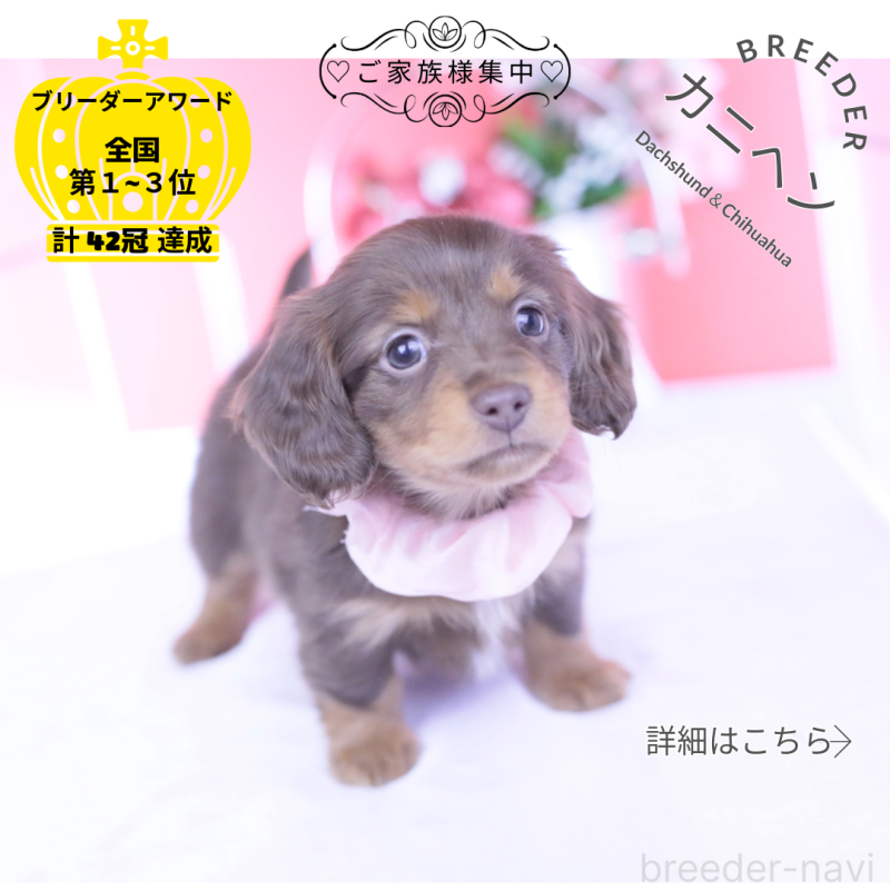 販売中の愛知県のカニンヘンダックスフンド(ロングヘアード)-437336