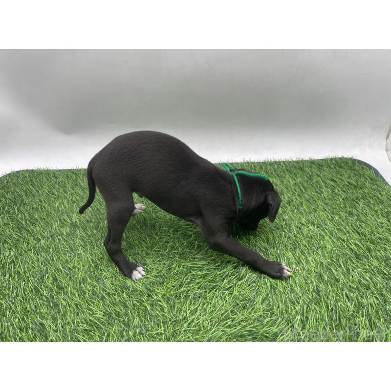 販売中の愛知県のイタリアングレーハウンド(イタグレ)-439896の4枚目