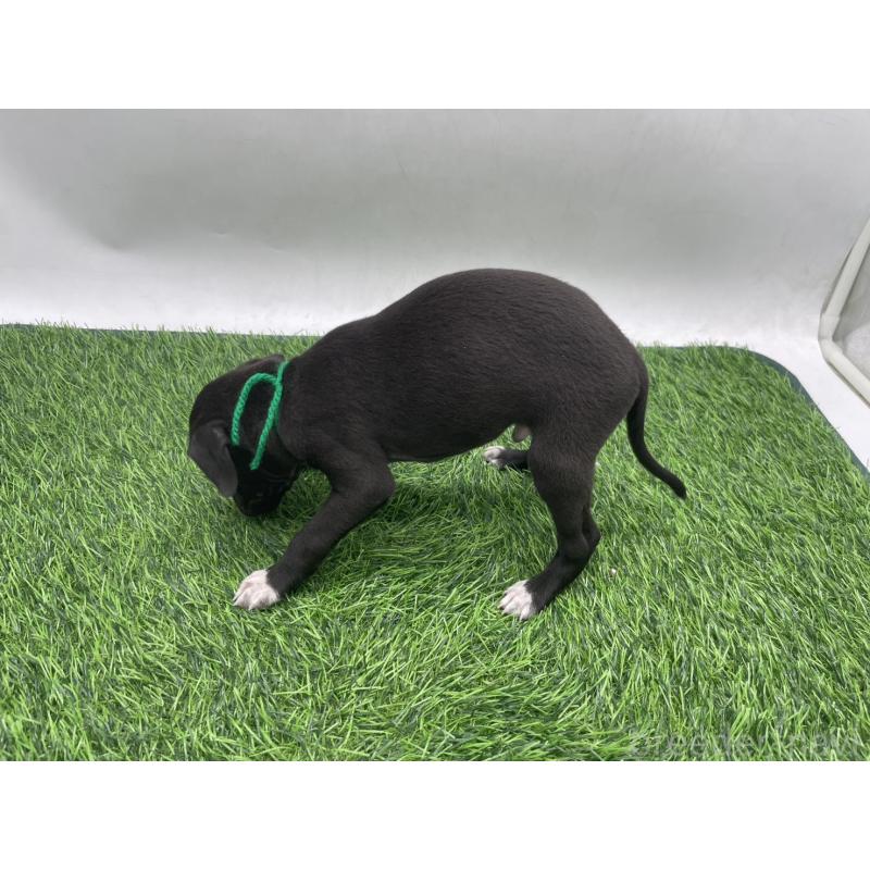 販売中の愛知県のイタリアングレーハウンド(イタグレ)-439896の3枚目