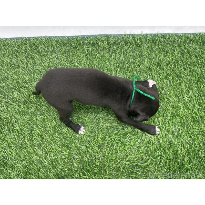 販売中の愛知県のイタリアングレーハウンド(イタグレ)-439896の2枚目