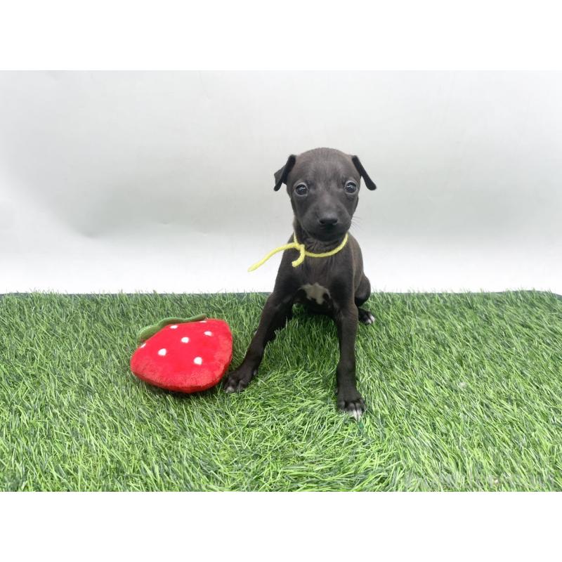 販売中の愛知県のイタリアングレーハウンド(イタグレ)-439897