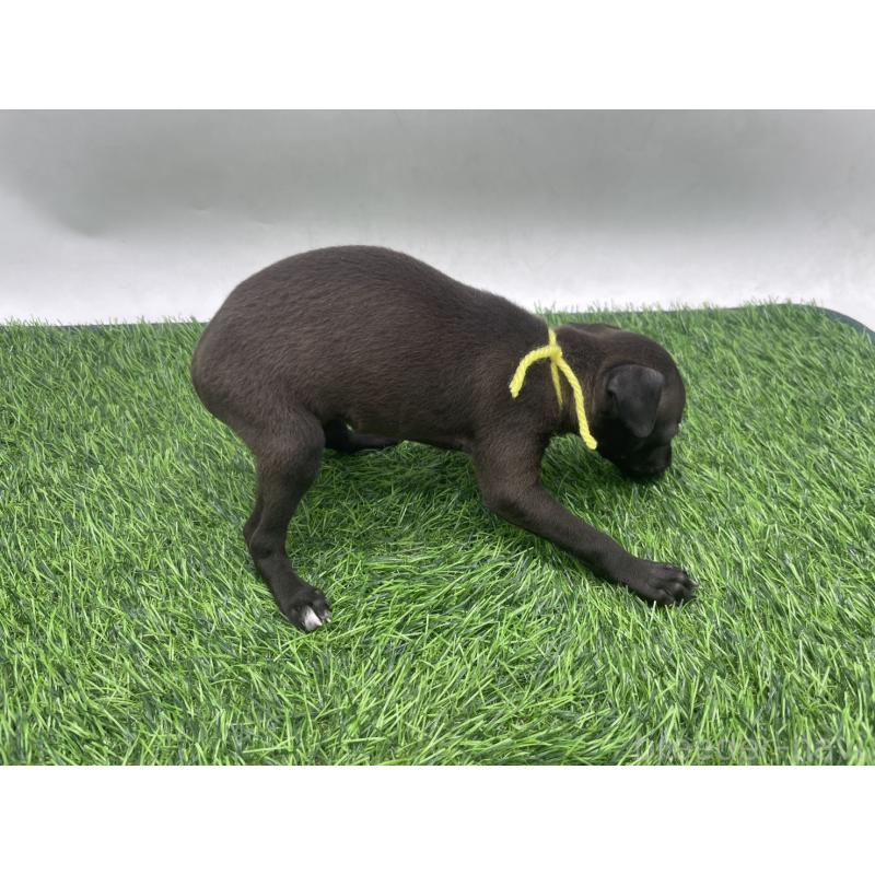 販売中の愛知県のイタリアングレーハウンド(イタグレ)-439897の4枚目