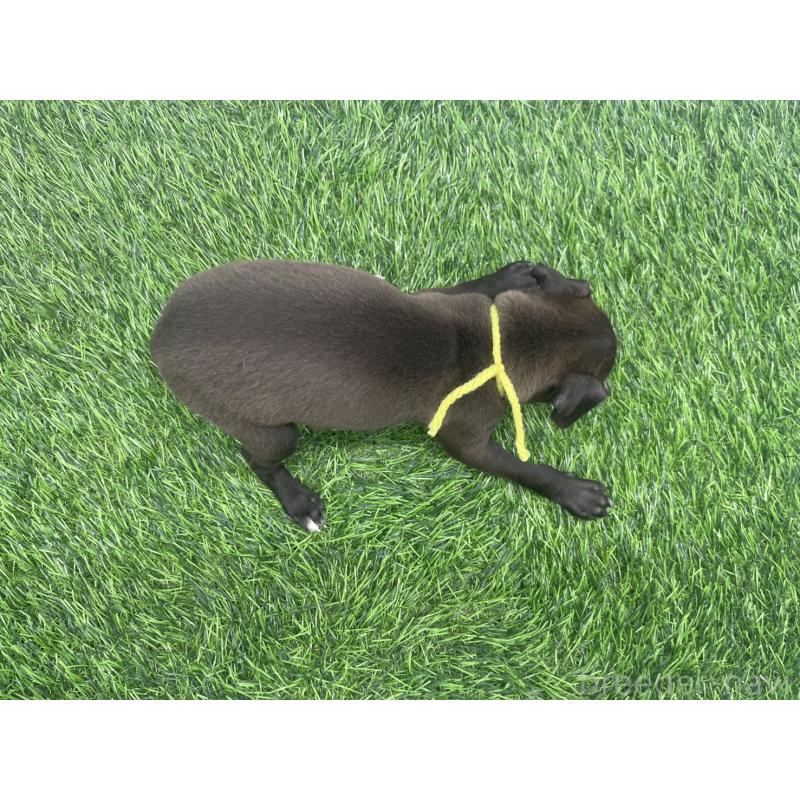 販売中の愛知県のイタリアングレーハウンド(イタグレ)-439897の3枚目